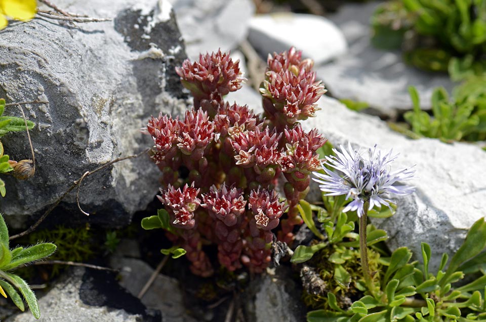 Sedum atratum / Borracina verde scura